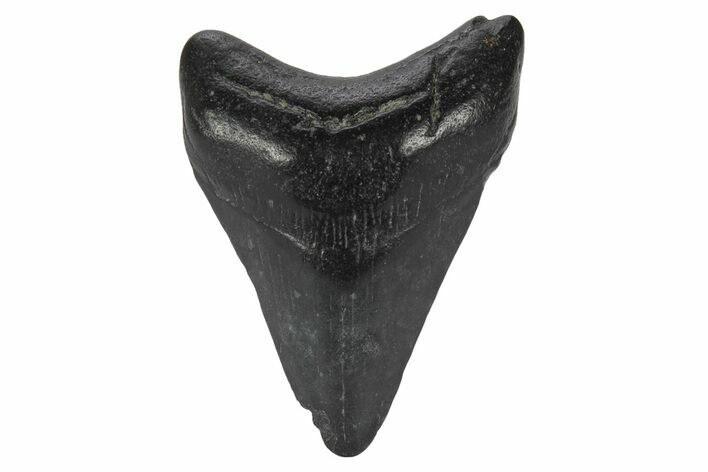 Juvenile Megalodon Tooth - South Carolina #248529